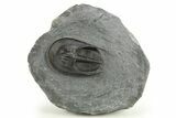 Detailed Scotoharpes Trilobite - Top Quality Specimen #289440-3